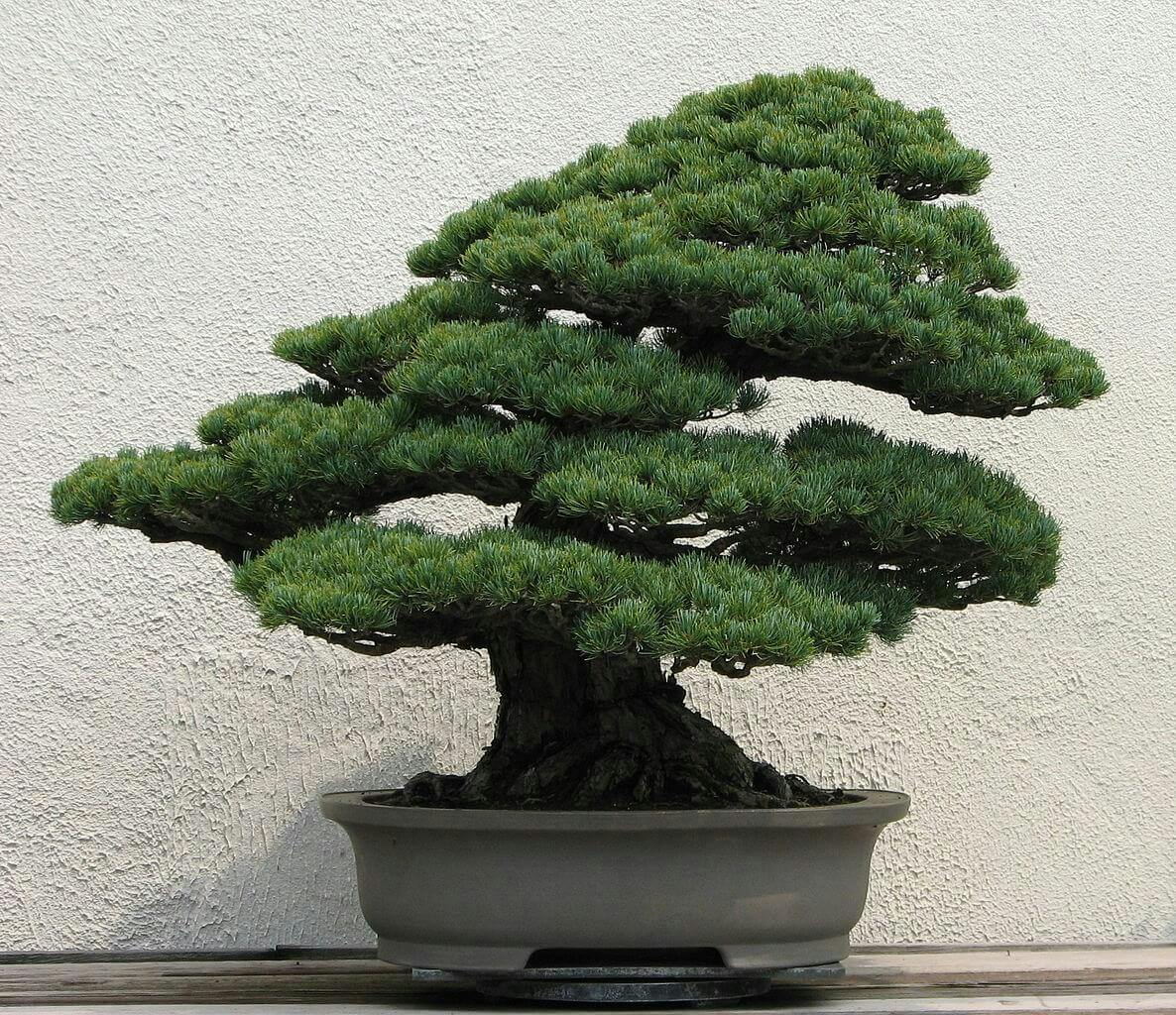 1186px-Japanese_White_Pine,_unknown-2007