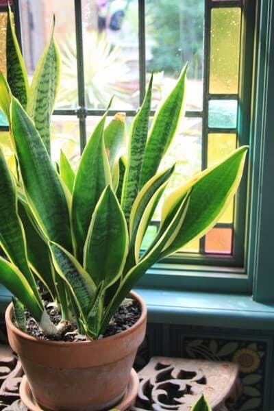 snake plant