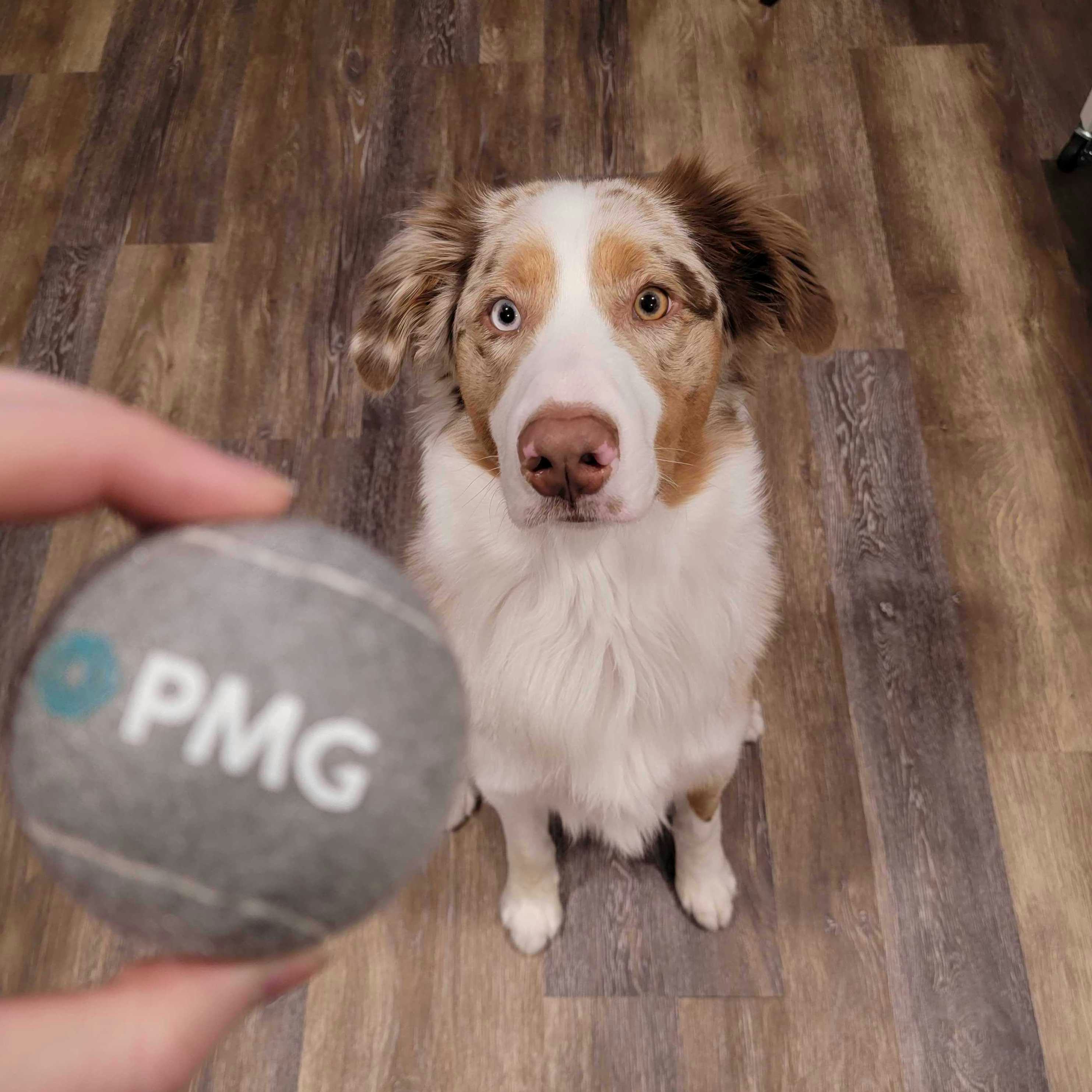 PMG Pets